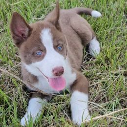 Light Purple Collar - Red and white female Siberian Husky puppy in Lake Arthur, Louisiana from Gingers Husky Mansion