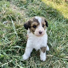 Sawyer - Red - Sable Tri Boy - Aussiedoodle puppy from Doodle Dandy