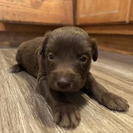Girl 4 - Brown and white female Aussiedoodle puppy in Hillsboro, Illinois from Perfect Paws Puppies