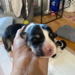 Leonard - Black and tan male Pembroke Welsh Corgi puppy in New Richmond, Wisconsin from 10 Mile Creek Farms