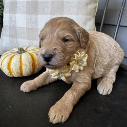 Funshine Bear - Apricot female Goldendoodle puppy in Camden, North Carolina from Oopsie Doodles of NC