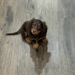 Dachshund Puppies from Johnson’s Weiner Farm