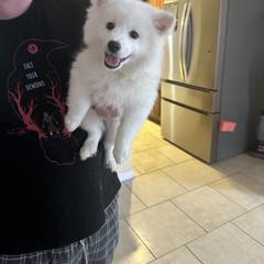 American Eskimo Dog Puppies from Bella's American Eskimos