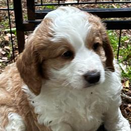 Dill - male Golden Mountain Doodle puppy in Travelers Rest, South Carolina from Bailey Mountain Doodles