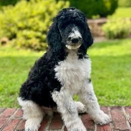 Finn - Parti male Poodle puppy in Harpers Ferry, West Virginia from Oso Perfect Poodles and Doodles