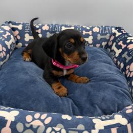 Dark Pink Collar - Black and tan female Dachshund puppy in Odessa, Texas from K9 Royal Club