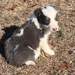 Marty-blue tri- blue eyes - Blue male Border Collie puppy in Chattanooga, Tennessee from Ross Vegas Kennels