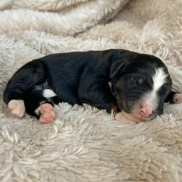 Adam - Tri-color male Bernedoodle puppy in New River, Arizona from Sonoran Standard Doodles