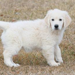 Golden Retrievers from Cedar Goldens