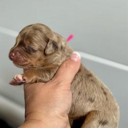 Pink Girl-Phantom Brown Merle - Merle female Goldendoodle puppy in Lowville, New York from DM Hilltop FURfamily