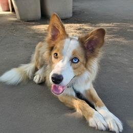 Orla - Border Collie