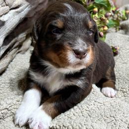 Rosalee(has tail) - Red tri-color female Australian Shepherd puppy in Butler, Georgia from Aussies at Howling Hill Farm
