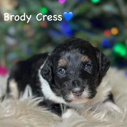 Brody Cress - Black tri-color male Aussiedoodle puppy in Lancaster, Minnesota from Finney Ranch