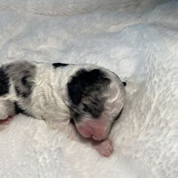 Goldendoodle Puppies from Goodland Doodles