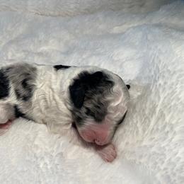 Goldendoodle Puppies from Goodland Doodles