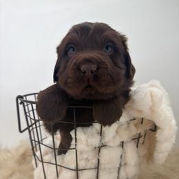 Jasper - Cream male Companion Cross puppy in Hugo, Oklahoma from Mini hippo land