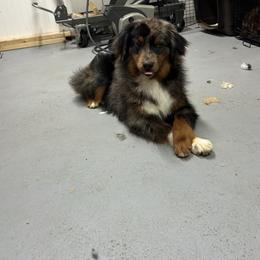 Enzo - Miniature Australian Shepherd