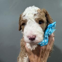 Blue - Yellow and white male Bernedoodle puppy in Petersburg, Michigan from Brittany’s Mini Bernedoodles