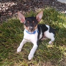 Rat Terrier Puppies from CaliRats Rat Terriers
