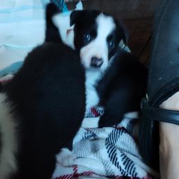Border Collie Puppies from Karma Performance