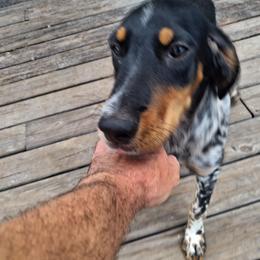 Stoneforged Dark Knight Bruce Wayne - Blue belton and tan (tri-color) male Llewellin Setter puppy in Eastpoint, Florida from Stoneforged Setters