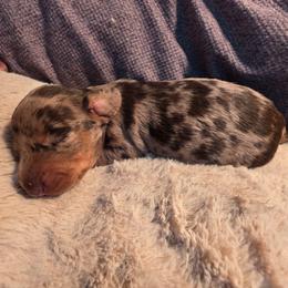 Dapple boy 3 - Dapple male Dachshund puppy in West Plains, Missouri from Spring Creek Dachshunds