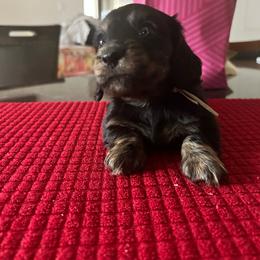 Oogie Boogie - Black and tan male Dachshund puppy in Hutto, Texas from R.G. Dachshunds
