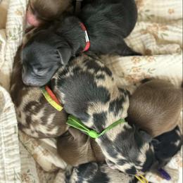 Dachshund puppies from B+B Co Miniature Dachshunds