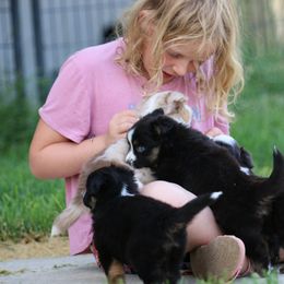 Australian Shepherd, Miniature American Shepherd, Miniature Australian Shepherd, and Toy Australian Shepherd Puppies from Painted Blue Aussies