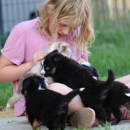 Australian Shepherd, Miniature American Shepherd, Miniature Australian Shepherd, and Toy Australian Shepherd Puppies from Painted Blue Aussies