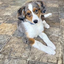 Light Blue - Blue merle female Aussiedoodle puppy in Grants Pass, Oregon from Woodwind Miniatures