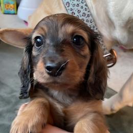 Legend - Dapple male Dachshund puppy in Mobile, Alabama from Ruff Patch Doxie Den