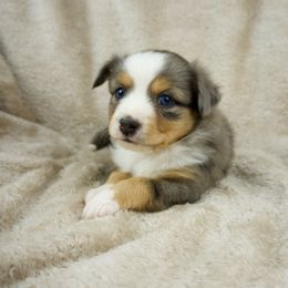 Luna - Blue merle Toy Australian Shepherd puppy in San Tan Valley, Arizona from Arcola Ranch Toy Aussies