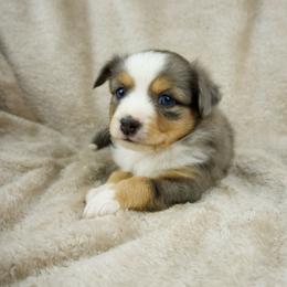 Luna - Blue merle Toy Australian Shepherd puppy in San Tan Valley, Arizona from Arcola Ranch Toy Aussies
