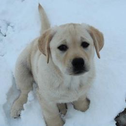 Labrador Retrievers from Cedar Ranch Labrador Retrievers