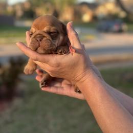 Girl 3 - Chocolate tri-color female Bulldog puppy in Plano, Texas from Dallas Finest Bulldogs