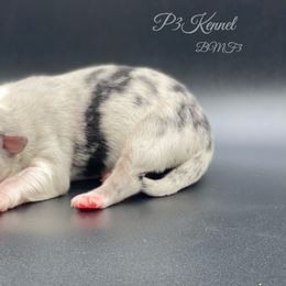 Miniature Australian Shepherd and Toy Australian Shepherd Puppies from P3 Toy and Miniature Australian Shepherd’s
