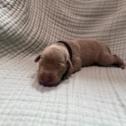 Black collar - Silver male Dilute Retriever puppy in Valley Center, California from Stunning Silver Bullets Labradors