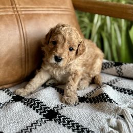 Labradoodle Puppies from Kona's Doodles