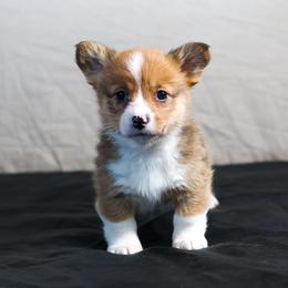 Red boy 1 - Red male Pembroke Welsh Corgi puppy in Karnack, Texas from Sureshot Corgis