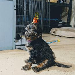 Lucy - Blue merle female Aussiedoodle puppy in Yacolt, Washington from Aussiedoodles by Maggie