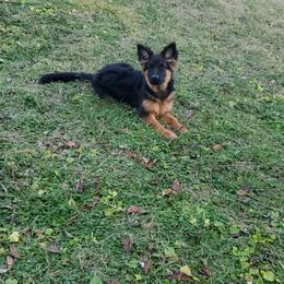 German Shepherd Puppies from It Must Be Kismet Kennels (IMBKK)