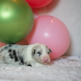 Border Collie Puppies from Sage Ridge