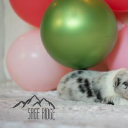 Border Collie Puppies from Sage Ridge