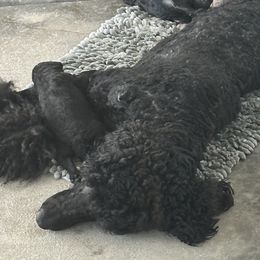 Poodles from The Belle & Her Hound