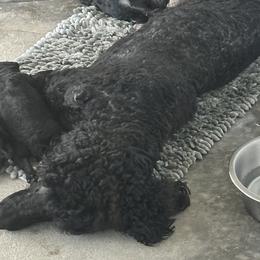 Poodles from The Belle & Her Hound