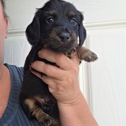Porter - Black and tan male Dachshund puppy in El Paso, Texas from Mells Weenies