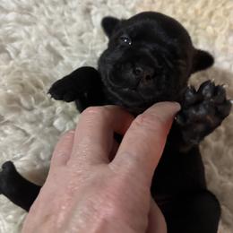 Joy - Black female Staffordshire Bull Terrier puppy in Los Gatos, California from Nightguards