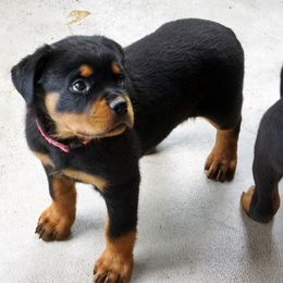 Pomsky, Rottweiler, Shetland Sheepdog, and Toy Shetland Sheepdog Puppies from Mountain High Kennels