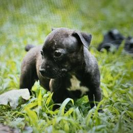 Odyssey - Sable and white female Teddy Roosevelt Terrier puppy in Cumming, Georgia from Barnett’s Rambling Terriers